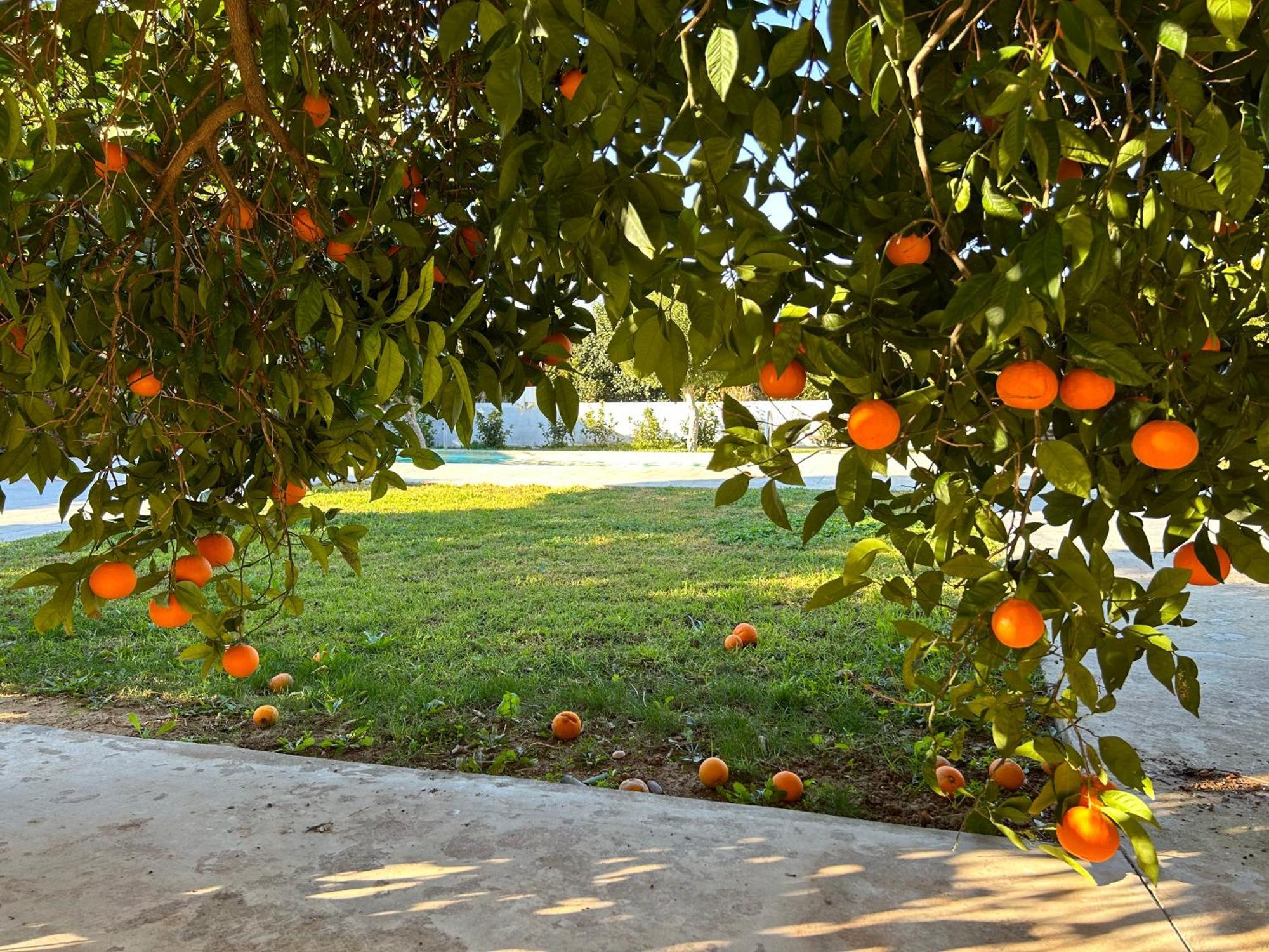 The Orange Garden Lejlighed Nafplio Eksteriør billede
